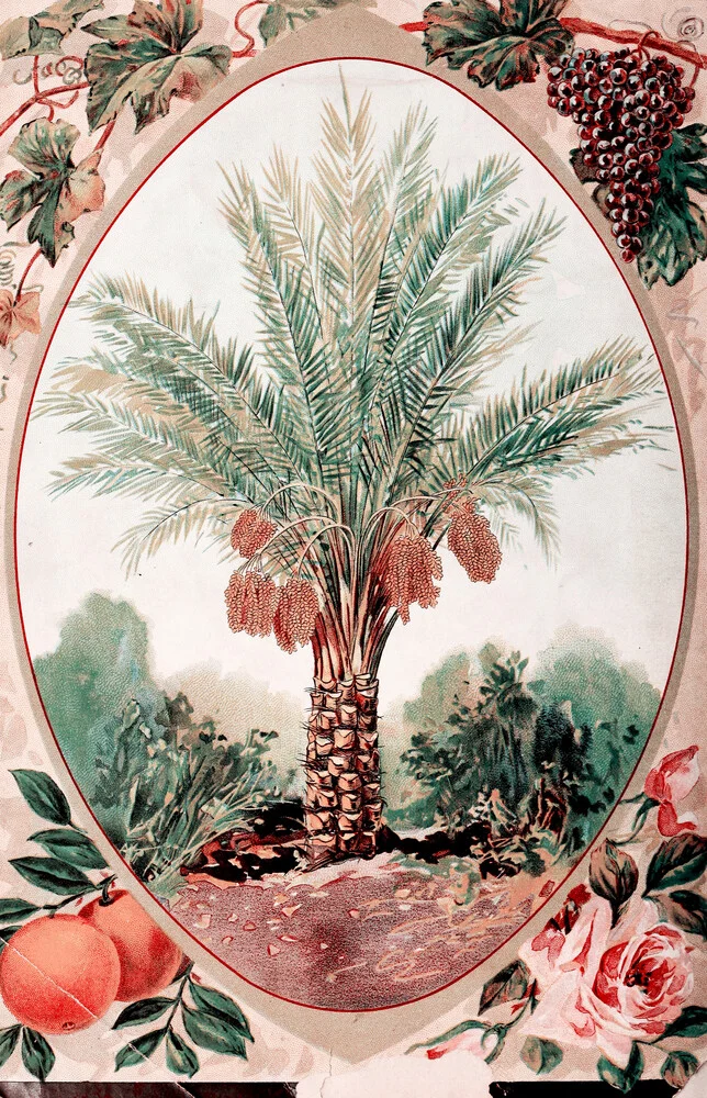 Vintage illustratie van een palmboom - Fineart fotografie door Vintage Nature Graphics
