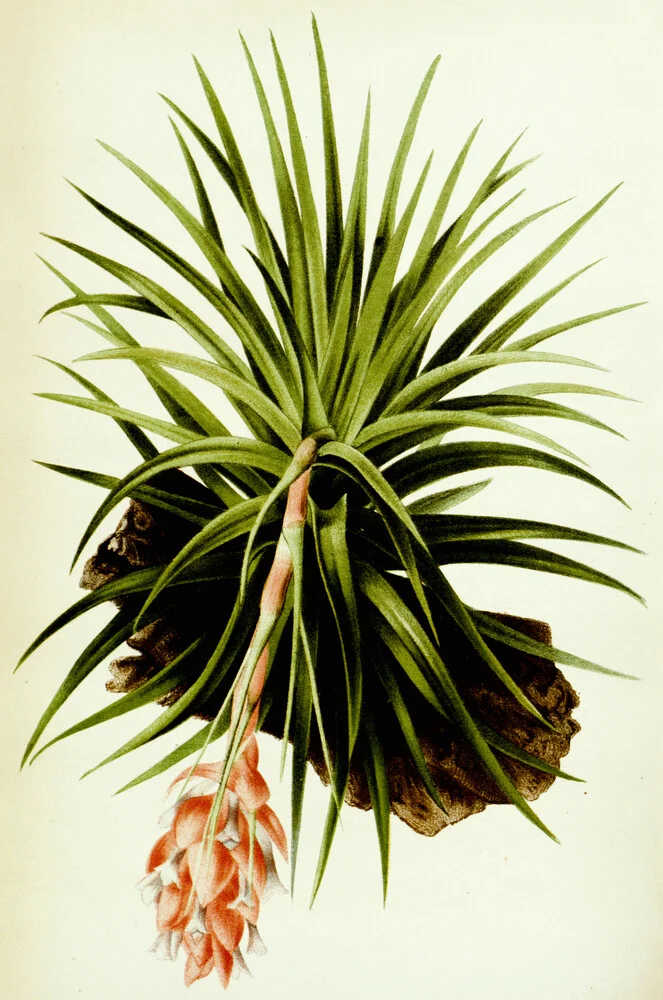 Anoplophytum Strictum - Fineart fotografie door Vintage Nature Graphics