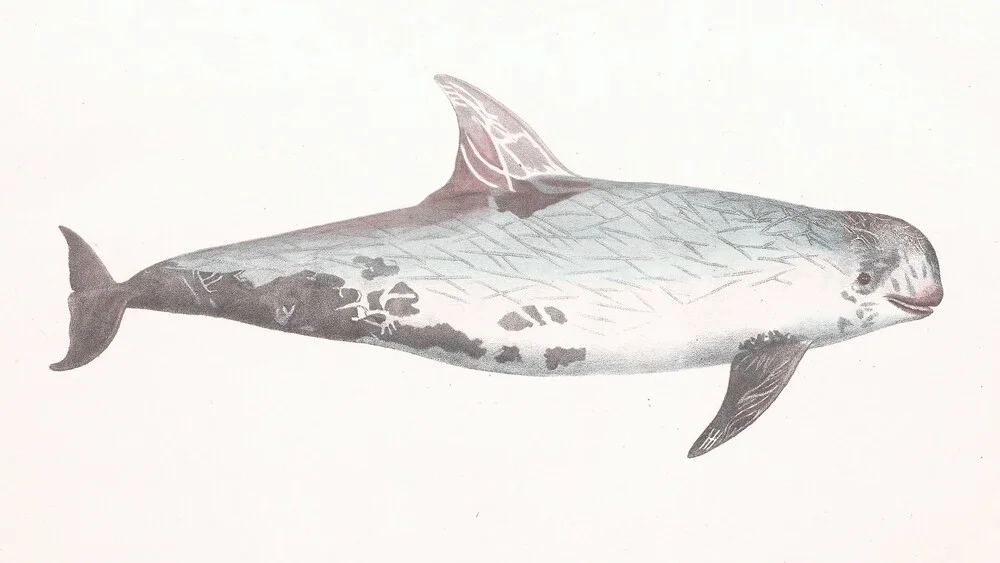 Vintage illustratie walvis - Fineart fotografie door Vintage Nature Graphics