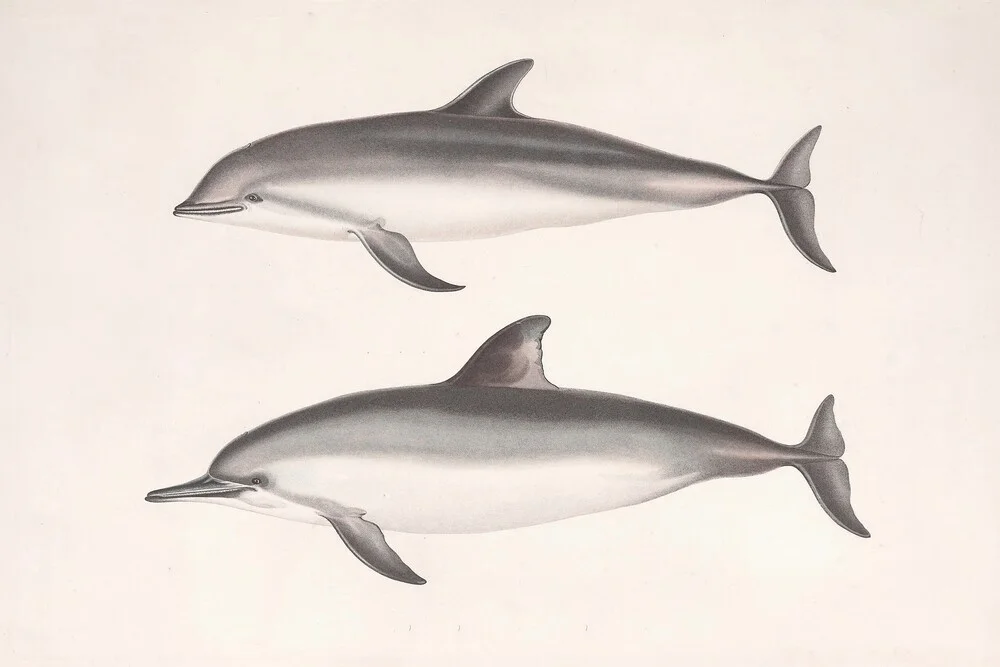 Vintage illustratie dolfijnen - Fineart fotografie door Vintage Nature Graphics