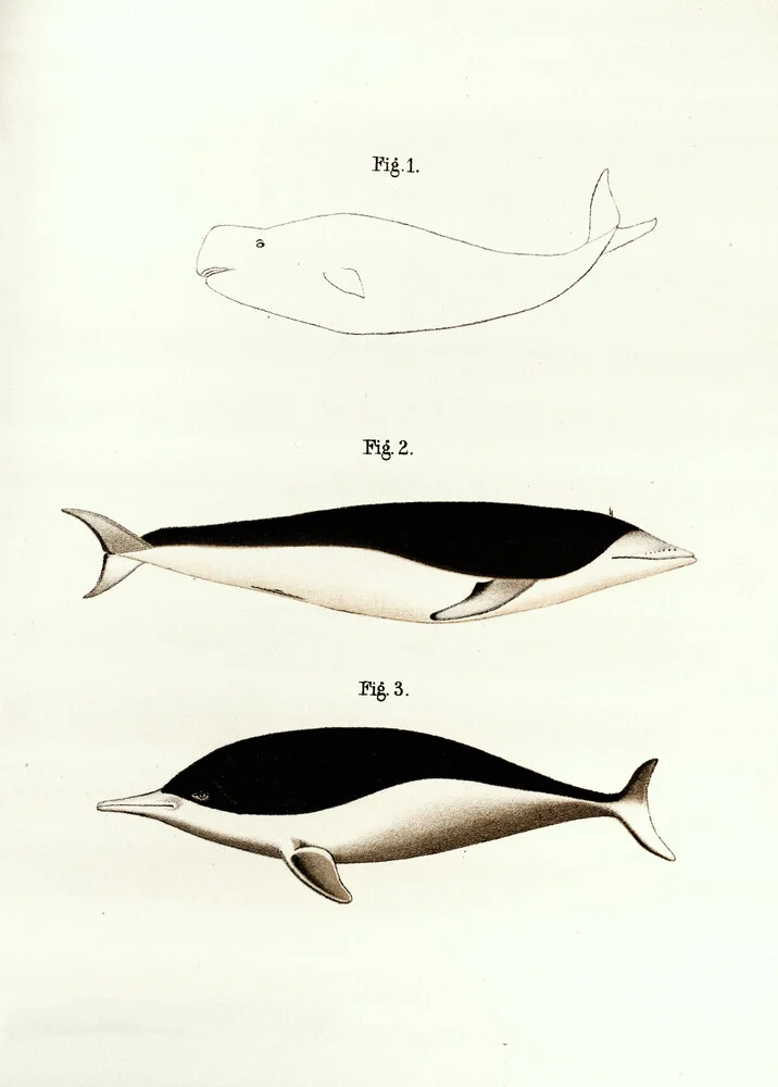 Vintage illustratie walvissen - Fineart fotografie door Vintage Nature Graphics