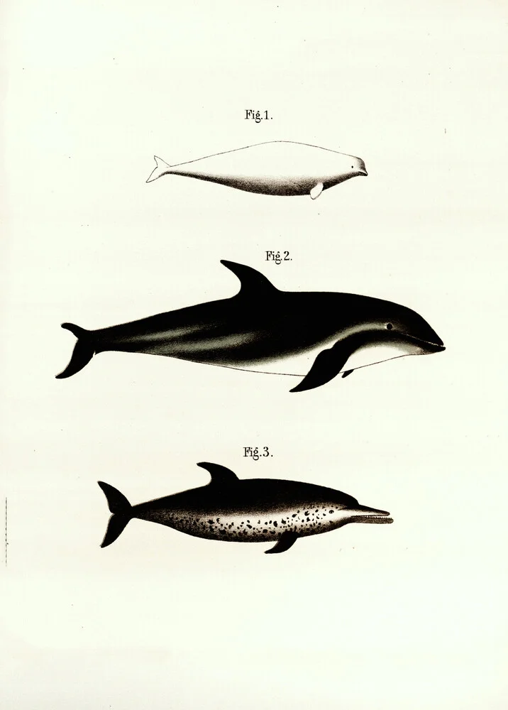 Vintage illustratie walvissen 2 - Fineart fotografie door Vintage Nature Graphics