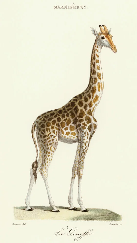Giraffe - Vintage illustratie - Fineart fotografie door Vintage Nature Graphics