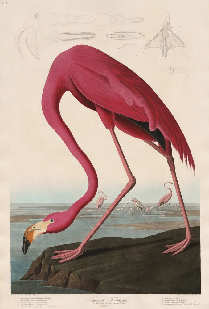 Pink Flamingo - Vintage illustratie - fotokunst van Vintage Nature Graphics