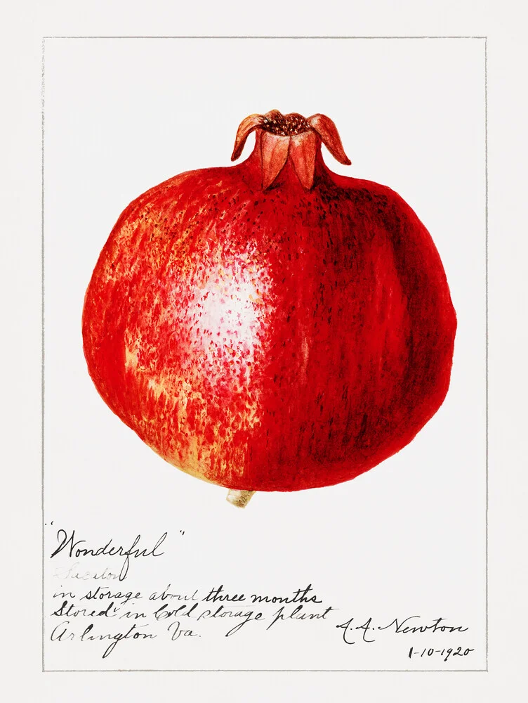 Vintage granaatappel - Fineart fotografie door Vintage Nature Graphics