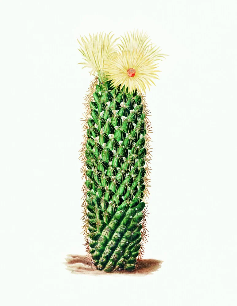Vintage cactus met bloem - Fineart fotografie door Vintage Nature Graphics