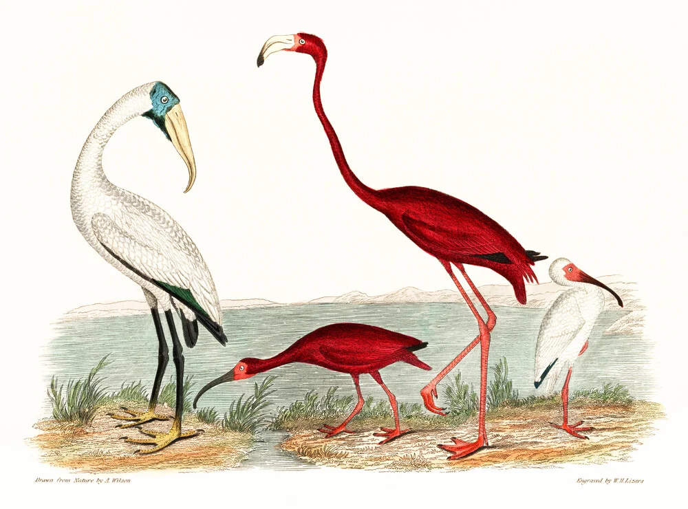 Houten ibis en scharlaken flamingo - Fineart fotografie door Vintage Nature Graphics