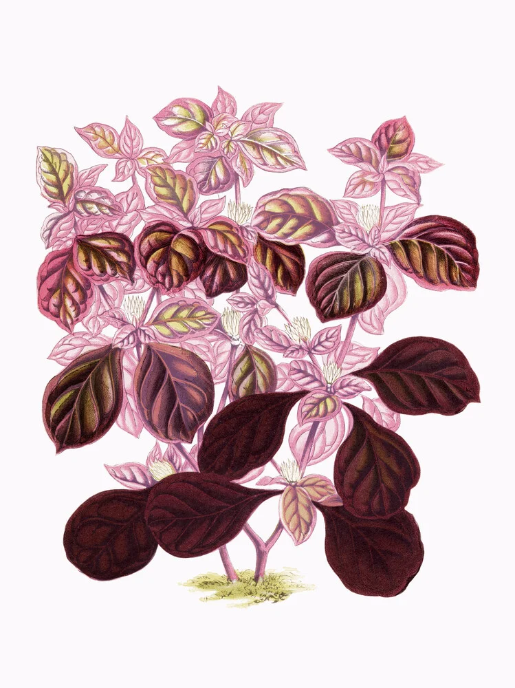 Roze en groene plant - Fineart fotografie door Vintage Nature Graphics