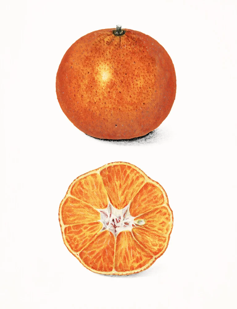 Citrus Sinensis - Fineart fotografie door Vintage Nature Graphics