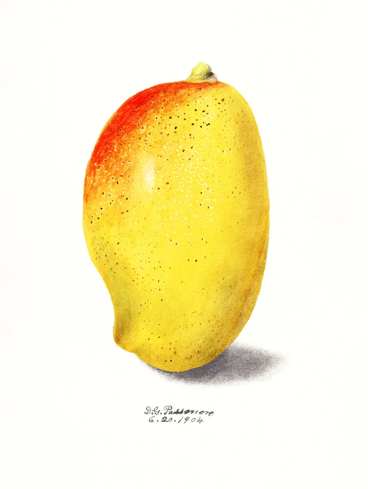 Mango - Fineart fotografie door Vintage Nature Graphics