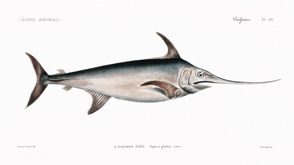 Le Regne Animal: Sschwertfisch - fotokunst van Vintage Nature Graphics