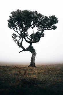 Lonely Tree 3/3 - Fineart fotografie door Sergej Antoni