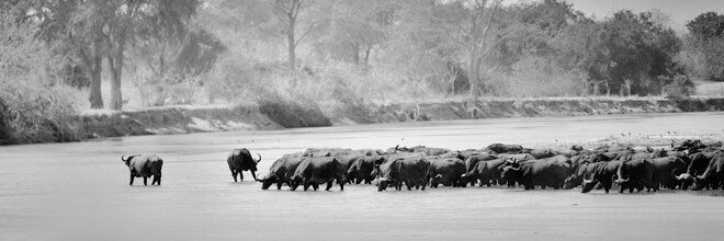 Dennis Wehrmann, Buffalo kudde Mwaleshi rivier North Luangwa Nationalpark Zambia (Zambia, Afrika)