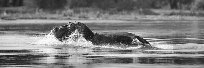 Dennis Wehrmann, nijlpaard amphibius (Zambia, Afrika)
