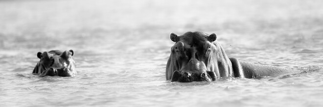 Dennis Wehrmann, nijlpaard amphibiu (Zambia, Afrika)