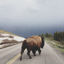 Kevin Russ, Street Bison - Verenigde Staten, Noord-Amerika)