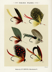 Vintage Nature Graphics, Mary Orvis Marbury: Bass Flies 2 (Verenigde Staten, Noord-Amerika)