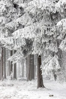 Winterbos 2 - Fineart-fotografie door Mareike Böhmer