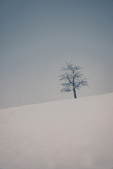 Eva Stadler, boomgaard in de winter (Oostenrijk, Europa)