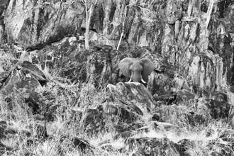 Angelika Stern, Felsen Elefant - Botswana, Afrika)