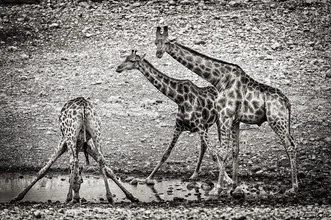 giraffen bij waterput B - Fineart fotografie door Franzel Drepper