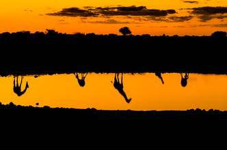 Ralf Germer, Giraffen am Wasser – Spiegelungen am Abend - Namibië, Afrika)