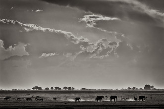 Franzel Drepper, Elefanten bij Ihaha - Botswana (Botswana, Afrika)