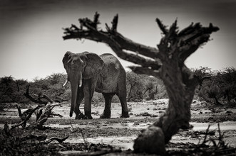 Franzel Drepper, Elefant bij Derde brugkamp in Botsuana - Botswana, Afrika)