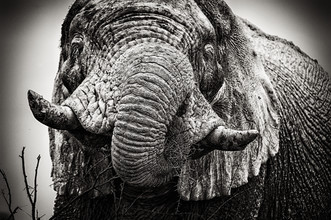 Franzel Drepper, Portret van een witte olifant - Namibië, Afrika)