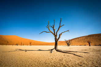 Michael Stein, Dode bomen in Dead Vlei #02 - Namibië, Afrika)