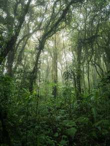 Johann Oswald, Santa Elena Cloud Forest 1 (Costa Rica, Latijns-Amerika en het Caribisch gebied)