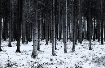 Andreas Odersky, #forest(3) (Duitsland, Europa)
