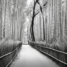 Ronny Behnert, Arashiyama Bambuswald Kyoto