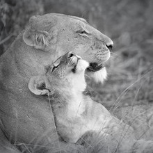 Dennis Wehrmann, moederliefde (Botswana, Afrika)