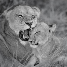 Dennis Wehrmann, Leeuwenmoeder met welp (Botswana, Afrika)