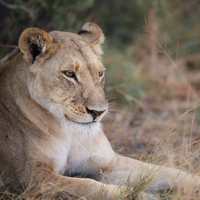 Dennis Wehrmann, Leeuw in het gras (Botswana, Afrika)