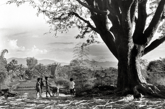 Silva Wischeropp, Kinderen bij de grote boom - Central Highland - Vietnam - Vietnam, Azië)