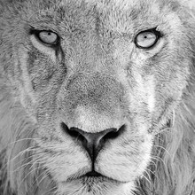 Dennis Wehrmann, het oog van de leeuw (Botswana, Afrika)