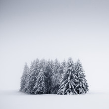 Heiko Gerlicher, Winter Trees V (Duitsland, Europa)