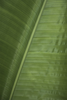 Studio Na.hili, groene banaan