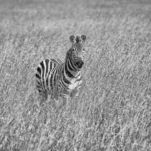 Zebra - Fineart fotografie door Angelika Stern