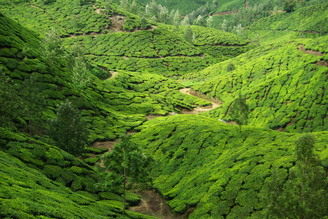 Jml Laufs, Teeplantage in Munnar, India (India, Azië)