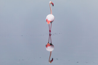 André Straub, Flamingo in de spiegel - Namibië, Afrika)