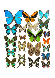 Marielle Leenders, Rarity Cabinet Butterflies Mix 2 - Nederland, Europa)