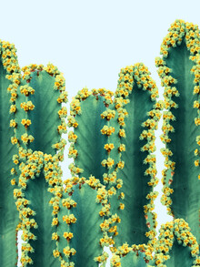 Uma Gokhale, versierde cactus (India, Azië)