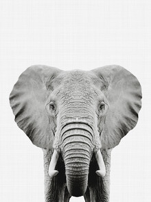 Vivid Atelier, olifant (zwart en wit) - Verenigd Koninkrijk, Europa)