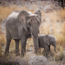 Dennis Wehrmann, olifantenmoeder met baby - Namibië, Afrika)