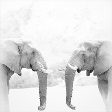 Dennis Wehrmann, olifantenstieren in gesprek - Namibië, Afrika)