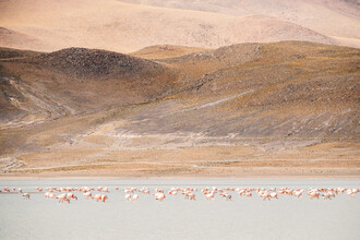 Felix Dorn, Flamingo's in de Andes