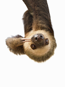 Kathrin Pienaar, Sloth (Verenigd Koninkrijk, Europa)